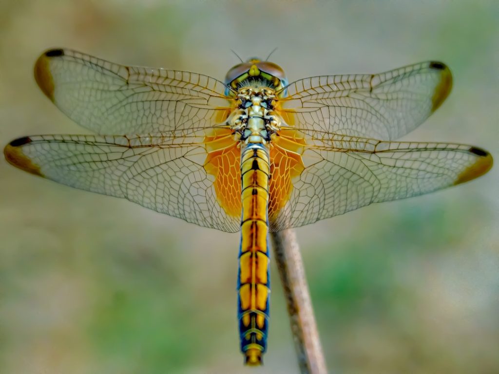 découvrez le dragonfly, cet insecte fascinant aux ailes translucides et au vol agile, symbole de liberté et de légèreté.