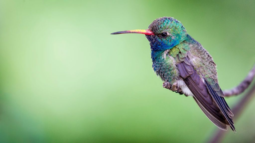 découvrez tout sur le colibri, cet oiseau fascinant connu pour son agilité et ses couleurs éclatantes. informations, curiosités et conseils d'observation.