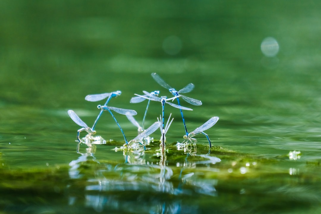 découvrez le dragonfly, un insecte fascinant aux ailes transparentes et au vol agile, symbole de légèreté et de liberté dans de nombreuses cultures.