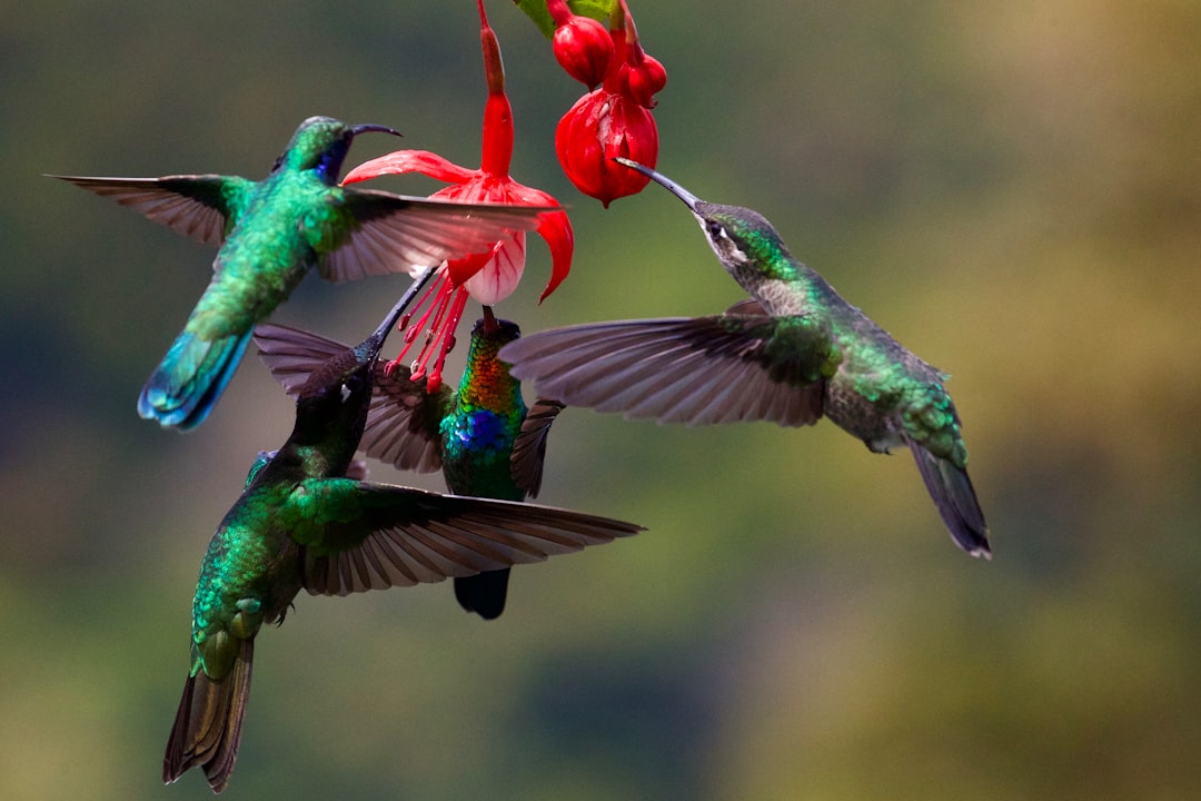 découvrez tout sur le colibri, cet oiseau fascinant connu pour son vol stationnaire et ses couleurs éclatantes. apprenez-en plus sur son habitat, son alimentation et son comportement unique.