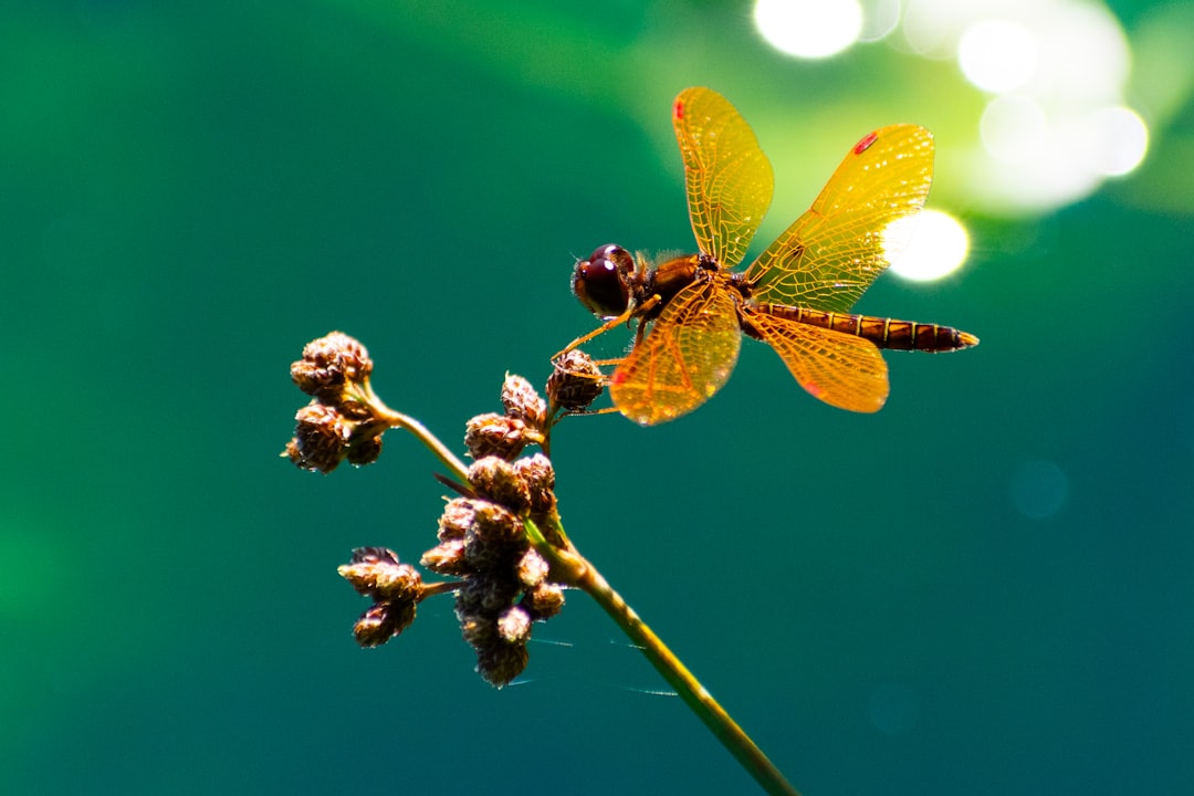découvrez la symbolique de la libellule : signification, spiritualité et messages cachés de cet insecte fascinant.