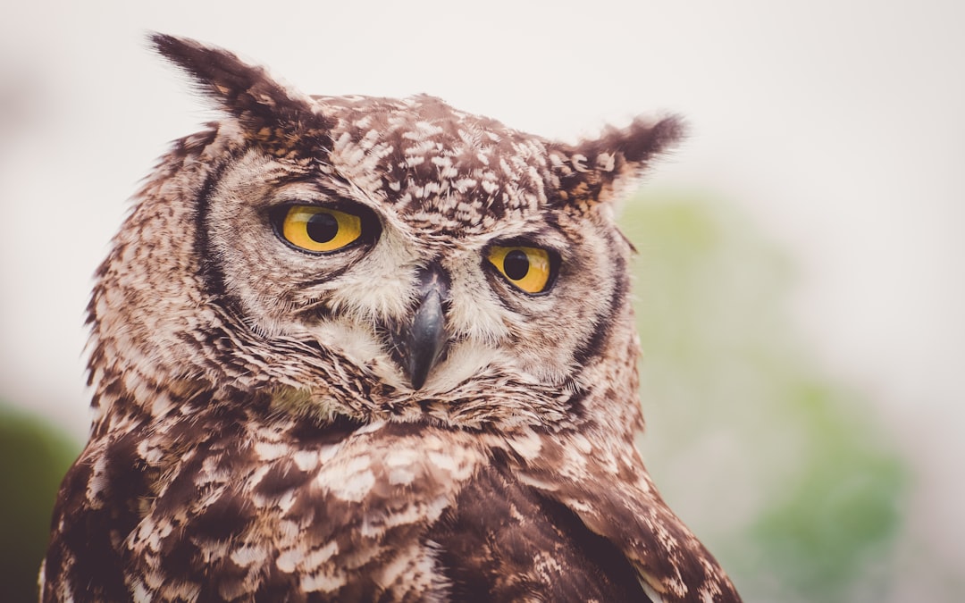 découvrez la symbolique de la chouette, un oiseau chargé de mystères, sagesse et protection dans de nombreuses cultures à travers le monde.
