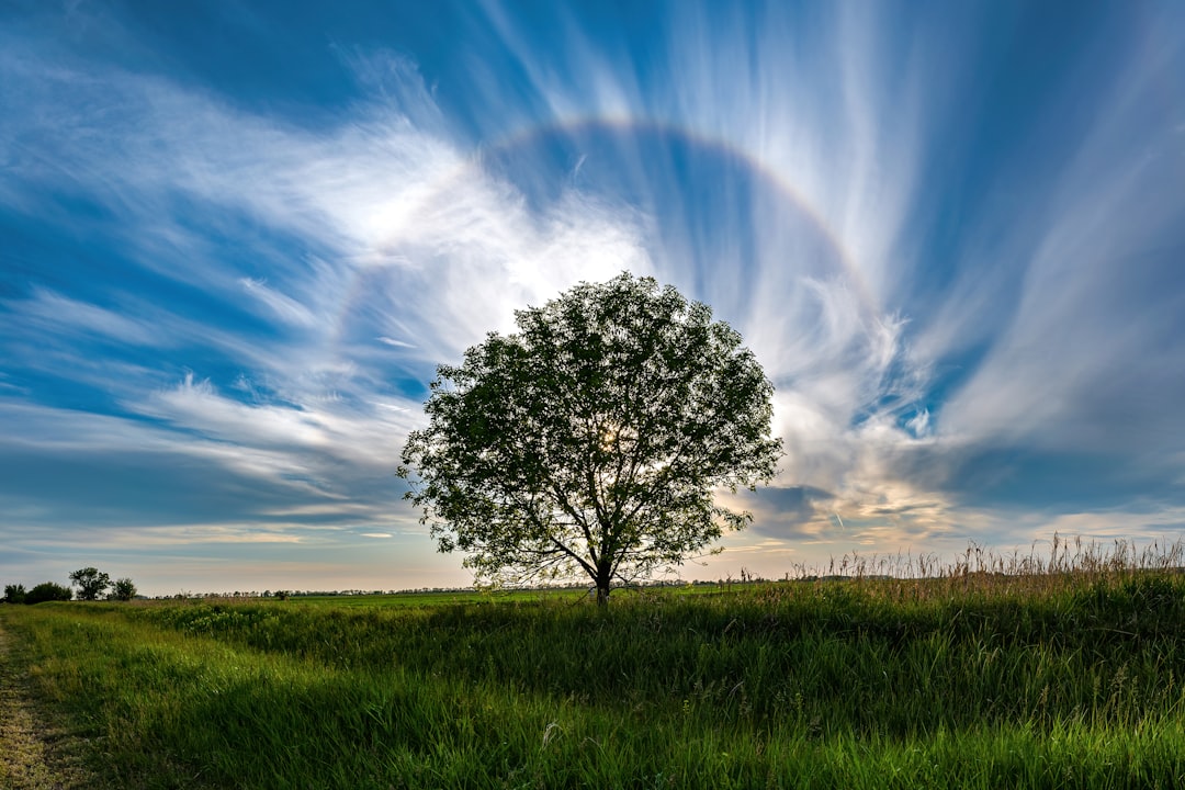 découvrez la signification profonde du symbole de l'arbre de vie, un emblème universel de croissance, de connexion et de renouveau.